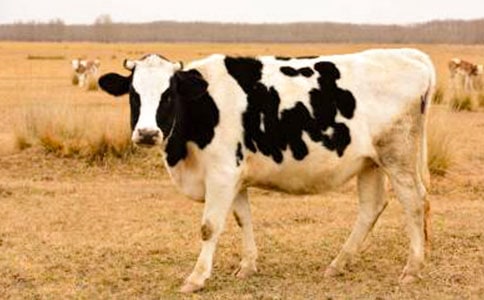 ��ţ���϶�����ͬ2ƪ