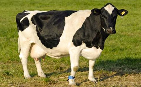 ��ţ������ͬ