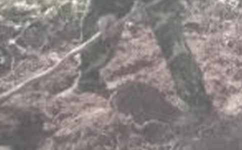 ��ũ����ĵ����