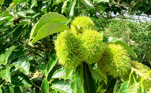 ũ���ֻ�ܽ�