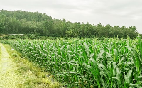 ũ���ֲ߻��飨��ѡ21ƪ��