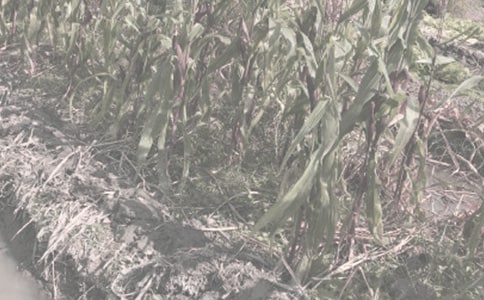 ��ѡũ�����ֺ�ͬ��ƪ