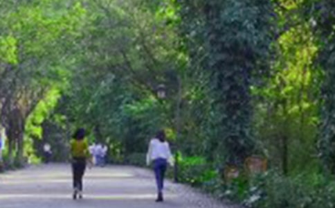 那片绿绿的爬山虎教案