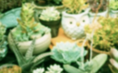 大班美术教案:盆栽教案及教学反思