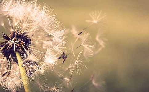 音乐蒲公英教学反思通用