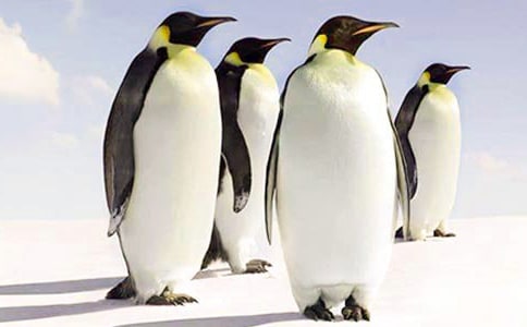 �����������������(ͨ��15ƪ)