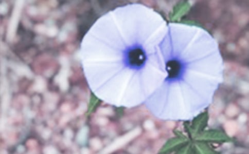 《丁丁和牵牛花》教案