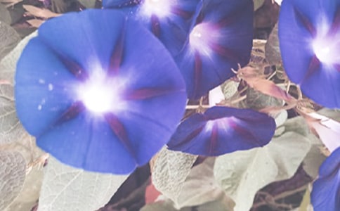 �������ǣţ���̰�