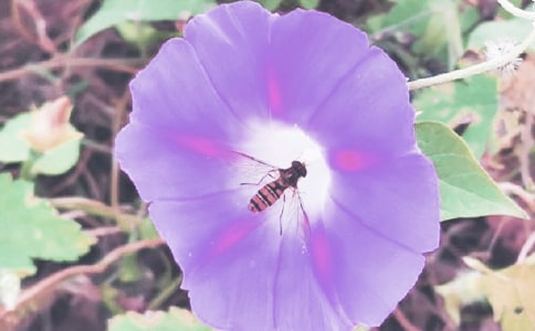 ����ǣţ���̰�