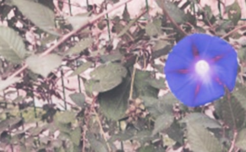 ����ʺ�ǣţ���̰�