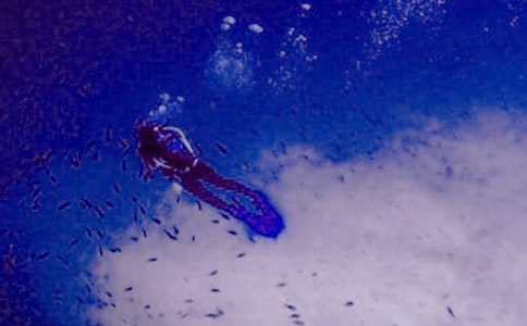 租用潜水船合同8篇