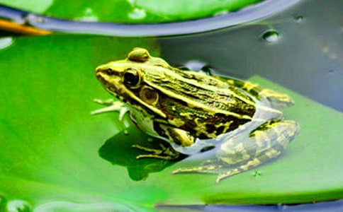 青蛙合唱团读后感