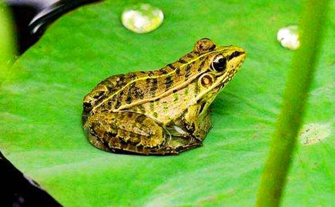 ���ܾ��Ű���������(15ƪ)