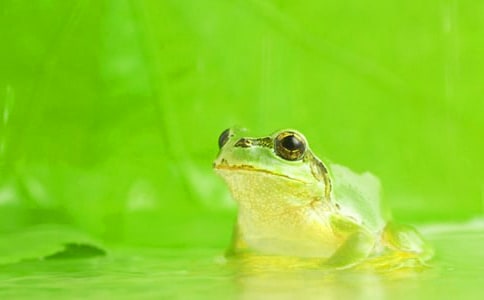 小班教案:小青蛙捉害虫