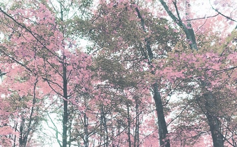 ѧǰ���＾ѧ�ڽ�ѧ�����ƻ�