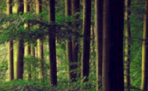 ɭ�ַ���̰�15ƪ