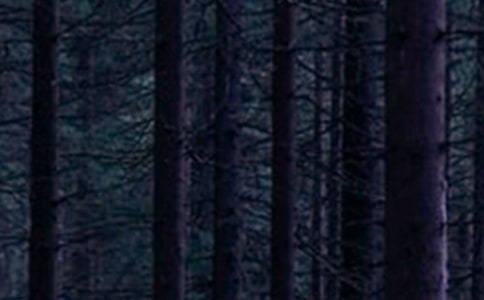 ��ɭ�ֵĹ����Ҷ����