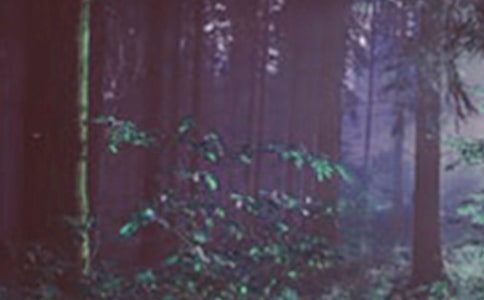 ɭ�ַ���ȫ������̰�