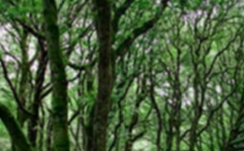 ɭ�ַ�������Ľ�����