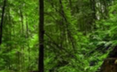 С�లȫɭ�ַ���̰�����ѡ5ƪ��