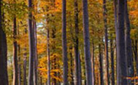 ɭ�ַ���֤��