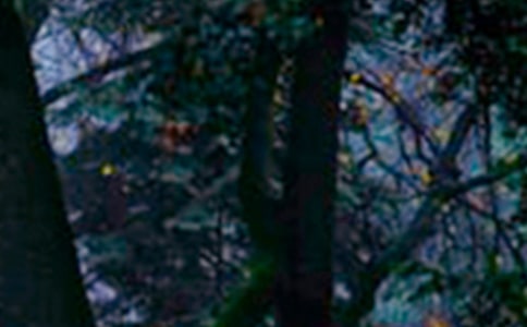 ɭ�ַ������̰�ģ�壨ͨ��10ƪ��