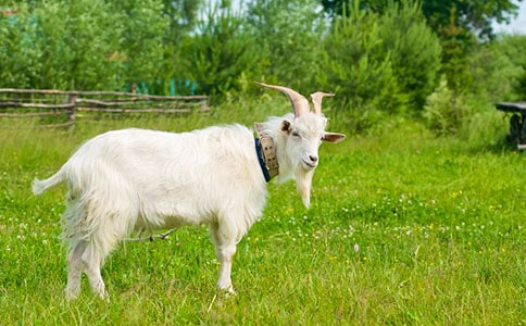 ��ɽ�򲻳����òݡ���������