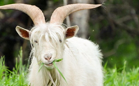 ���Ǻ�Сɽ�򡷶����