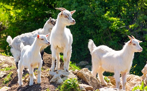 ��ɽ�򲻳����òݡ������(ͨ��15ƪ)