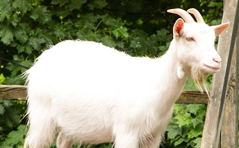 ��ɽ�򲻳����ò��и�15ƪ