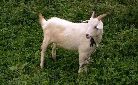 ��ɽ�򲻳����ò��и�