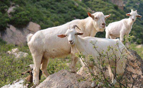 读《山羊不吃天堂草》有感