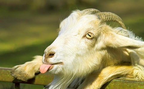 山羊不吃天堂草读后感(合集15篇)