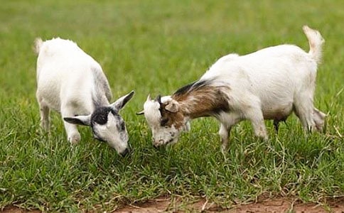 《山羊不吃天堂草》读后感(集合15篇)