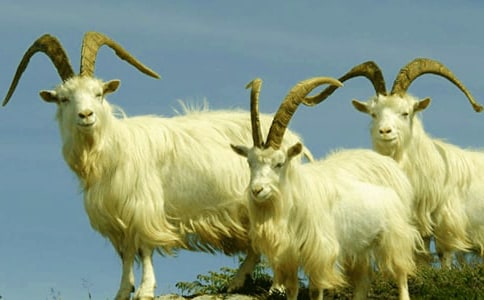 《山羊不吃天堂草》读后感15篇(荐)