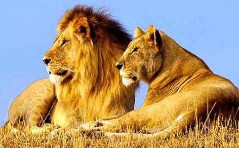 ����ʨ���ֵ��δ�10ƪ