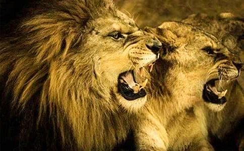 ��ʨ�������ۺ��(����15ƪ)