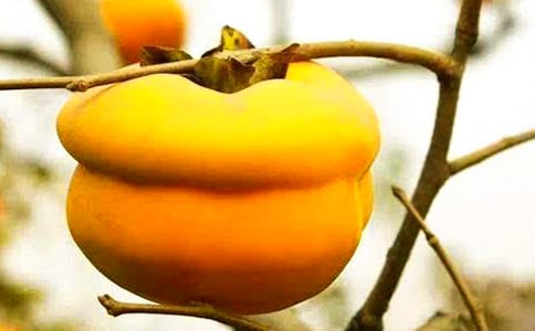 ѩ���Ӷ����(����)