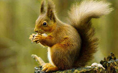 ��С�����һ������̰���ѡ15ƪ