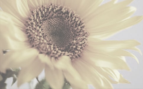 神奇的太阳花女孩读后感9篇