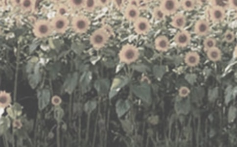 С��̫�����̰�