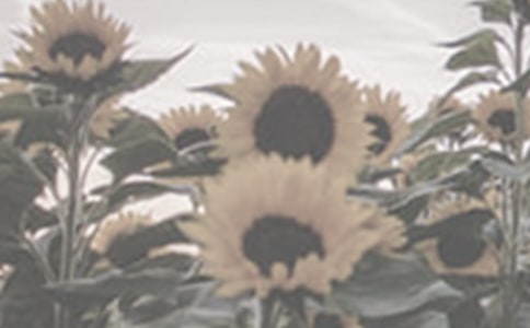 ����һƬ̫��������ѧ��˼