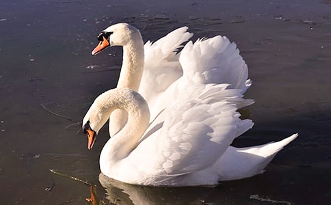 ��С�ŵ����Ķ����15ƪ