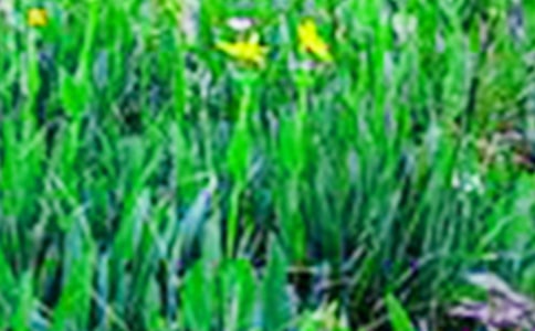 �����ٶ����4����Ұ���˻������������