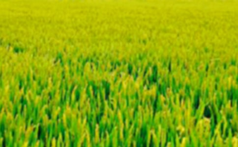 ���ڡ���Ұ���ٻ���˵�θ�