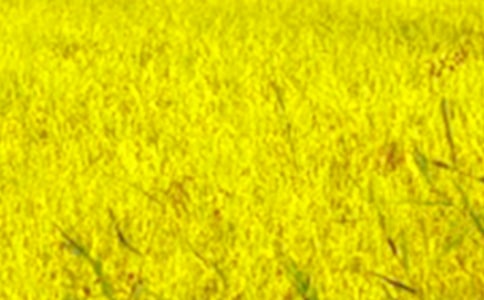 田野在召唤教案6篇