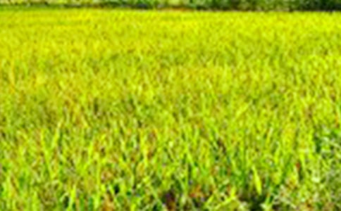 ���ǵ���Ұ�̰�