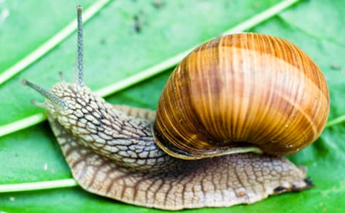 ��ǣһֻ��ţȥɢ��������о�ѡ15ƪ