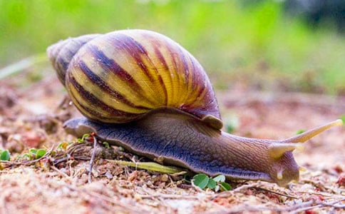 С��ţ��ѽ���̰�