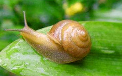 ��С��ţ���̰�